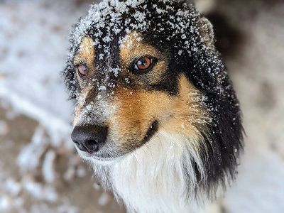 Border collie