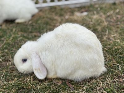 Purebred Holland Lop Bunnies