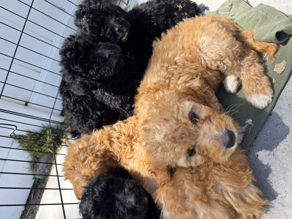 Labradoodle puppies