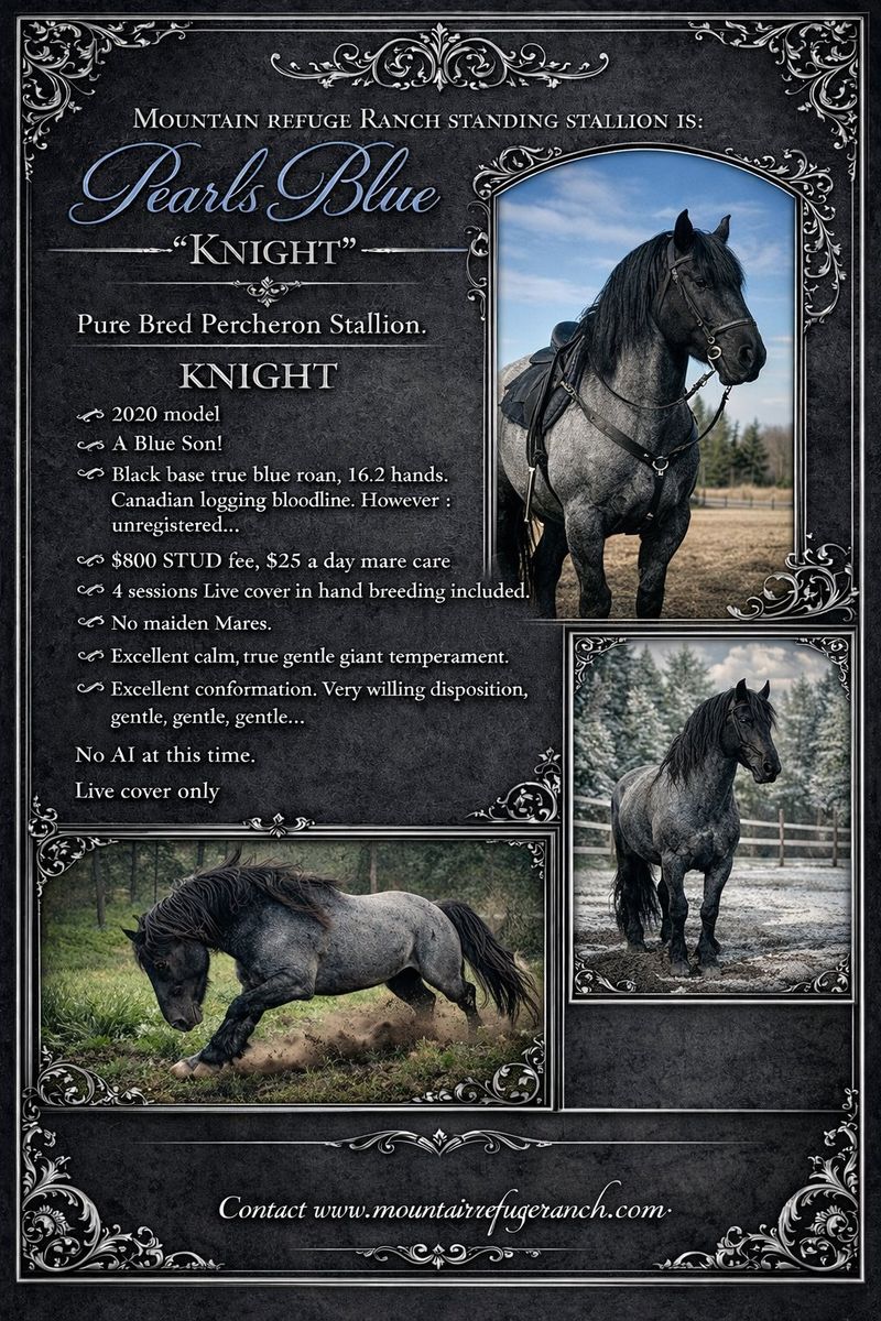 Purebred Blue Roan Percheron Stallion