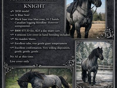 Purebred Blue Roan Percheron Stallion