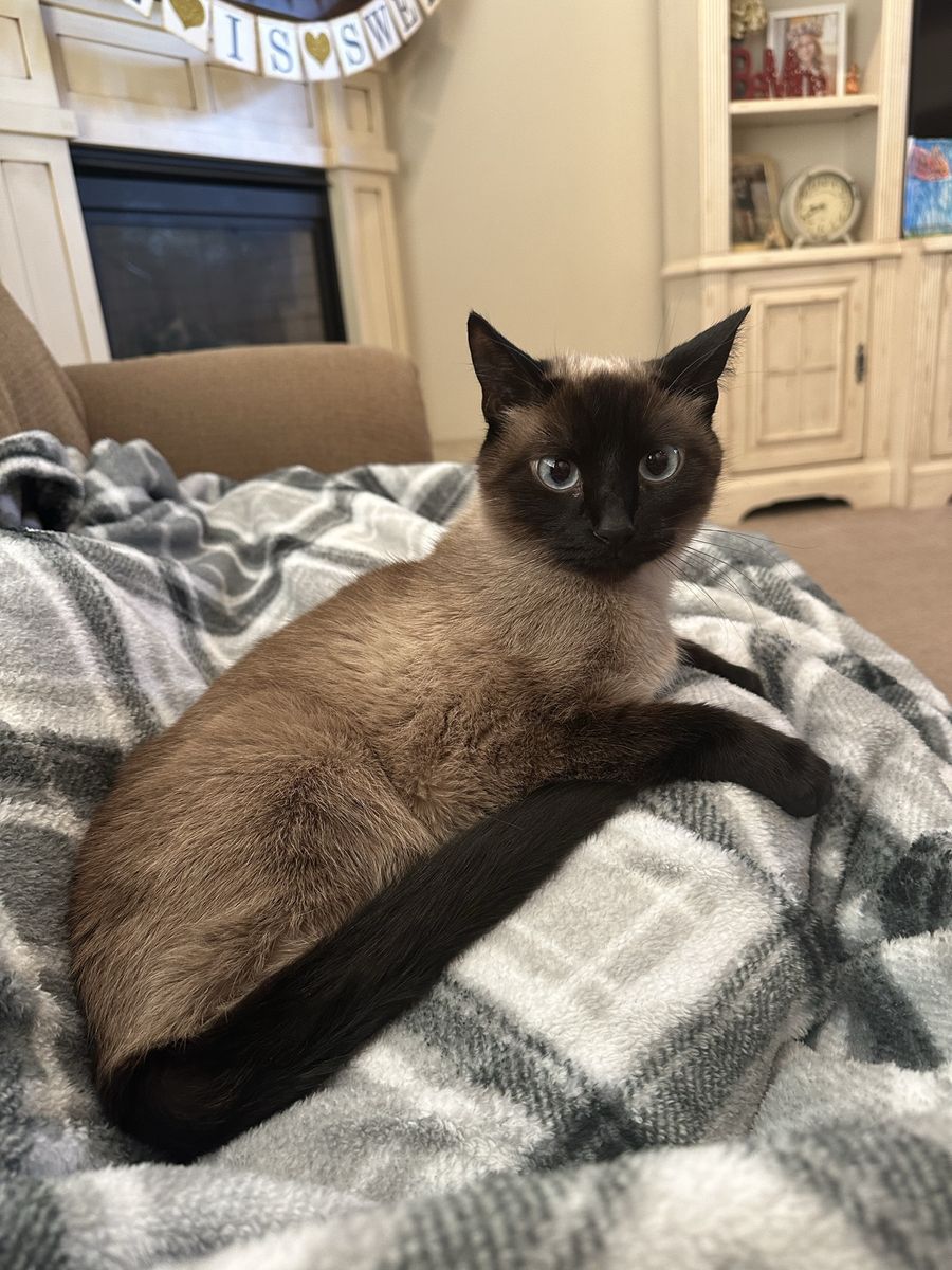 Rehoming Siamese Cat