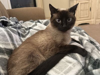 Rehoming Siamese Cat