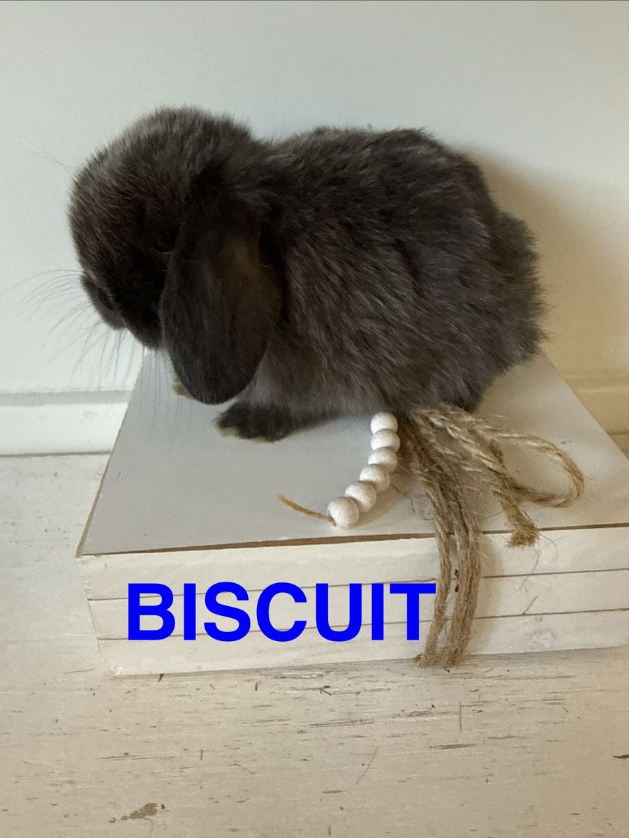 Adorable Pedigreed Holland Lop Bunnies