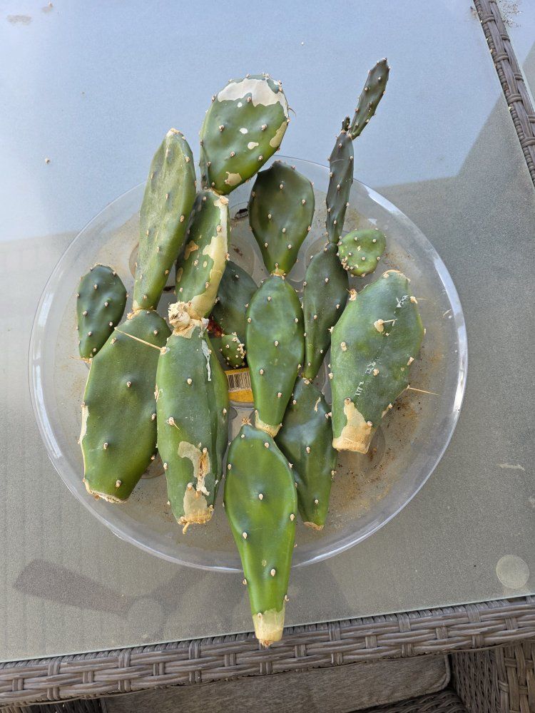 tree prickly pear (Opuntia quimilo) cuttings