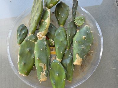 tree prickly pear (Opuntia quimilo) cuttings