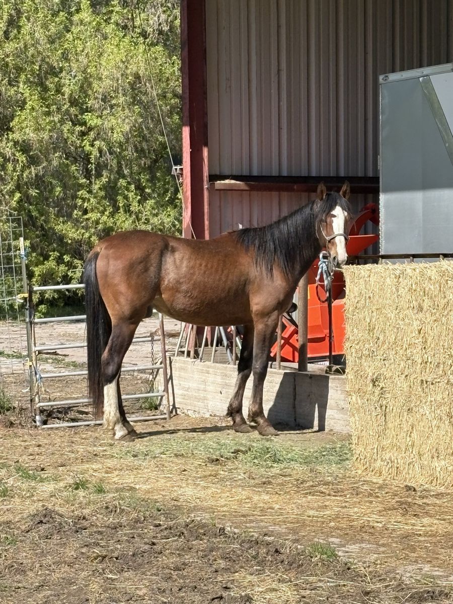 3yr Old Gelding