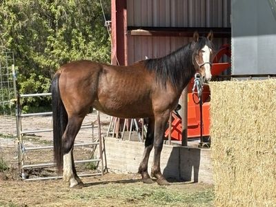 3yr Old Gelding