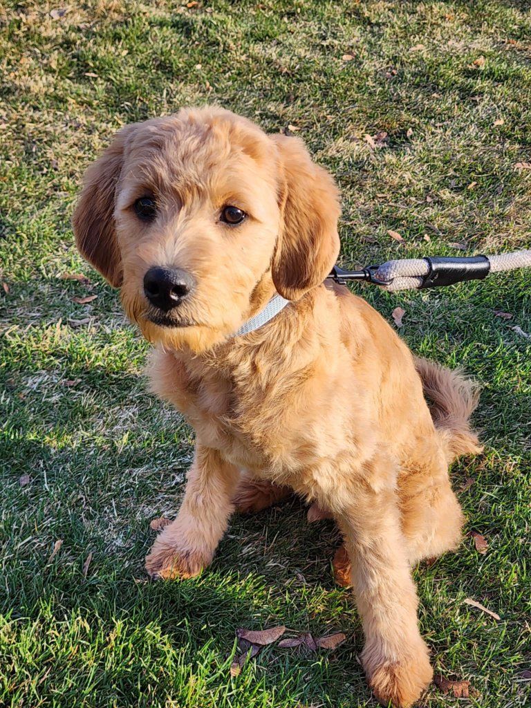 Goldendoodle F2b puppy