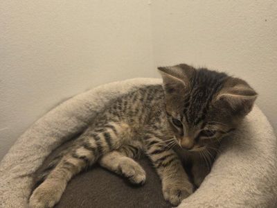 Kittens