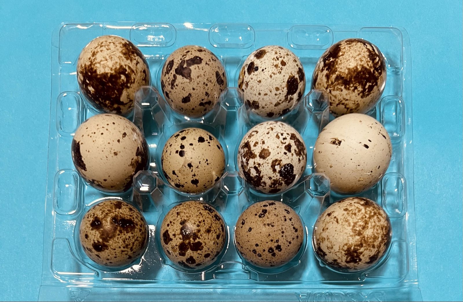 50 New Clear Plastic Quail Egg Cartons (12 Egg Capacity)