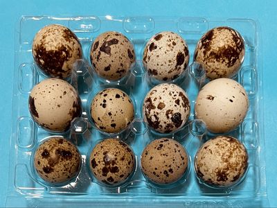 50 New Clear Plastic Quail Egg Cartons (12 Egg Capacity)