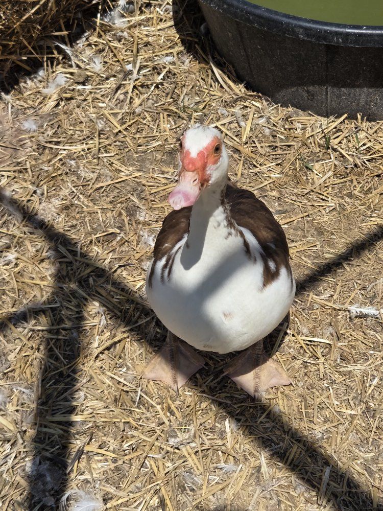 Laying Muskovi Ducks