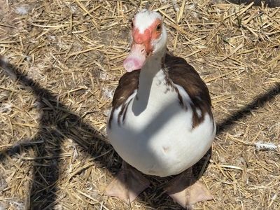 Laying Muskovi Ducks