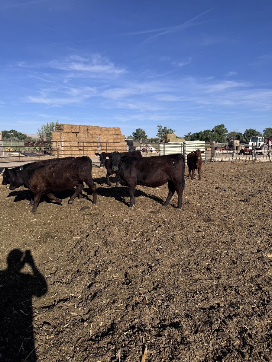 Commercial Open Heifers For Sale