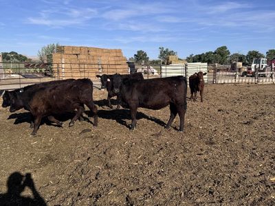 Commercial Open Heifers For Sale