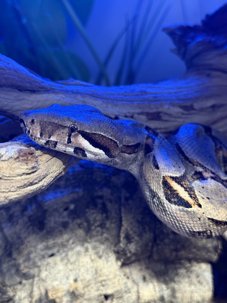 Colombian Red Tail Boa- Healthy And Well kept