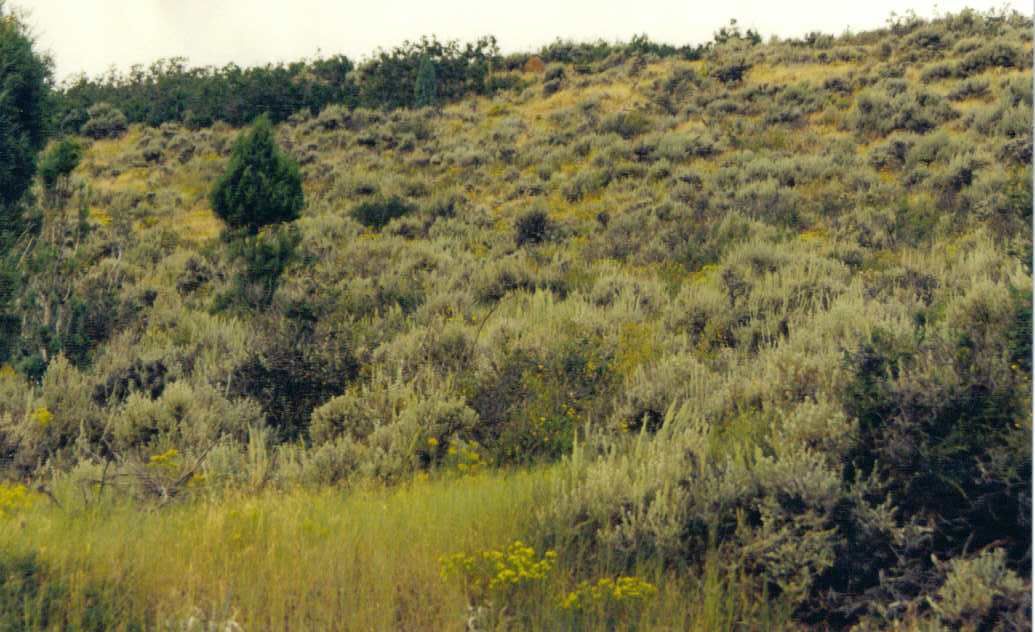 Peaceful, private setting with room to breathe. 1-Acre