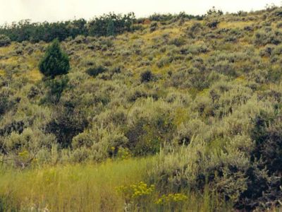 Peaceful, private setting with room to breathe. 1-Acre