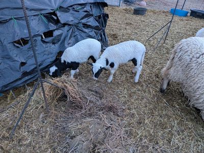 Ewe Lambs