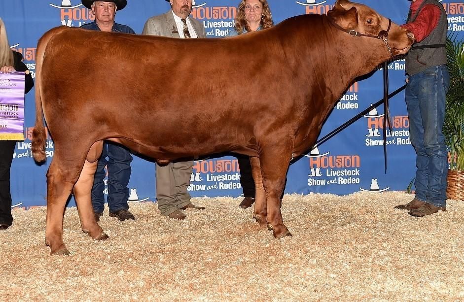 Small herd of Wagyu/Angus cross cows and yearlings for Sale $36,000.  JC Rueshaw 75 blood lines.