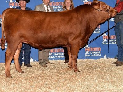 Small herd of Wagyu/Angus cross cows and yearlings for Sale $36,000. JC Rueshaw 75 blood lines.