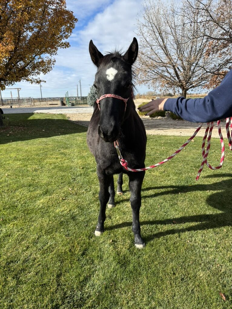 Grade Black Weanling Filly