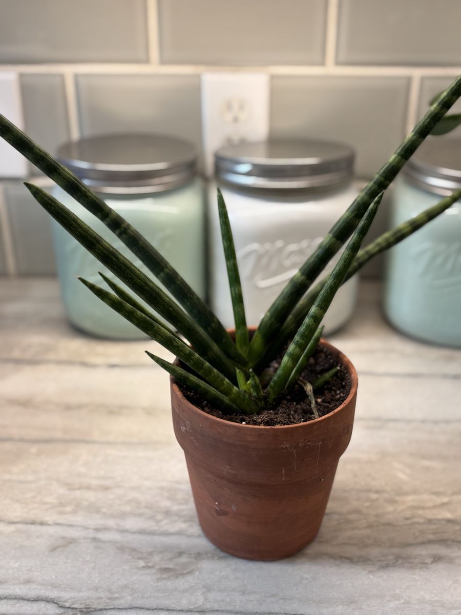 Aloe Vera Plant In Pot