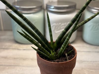 Aloe Vera Plant In Pot