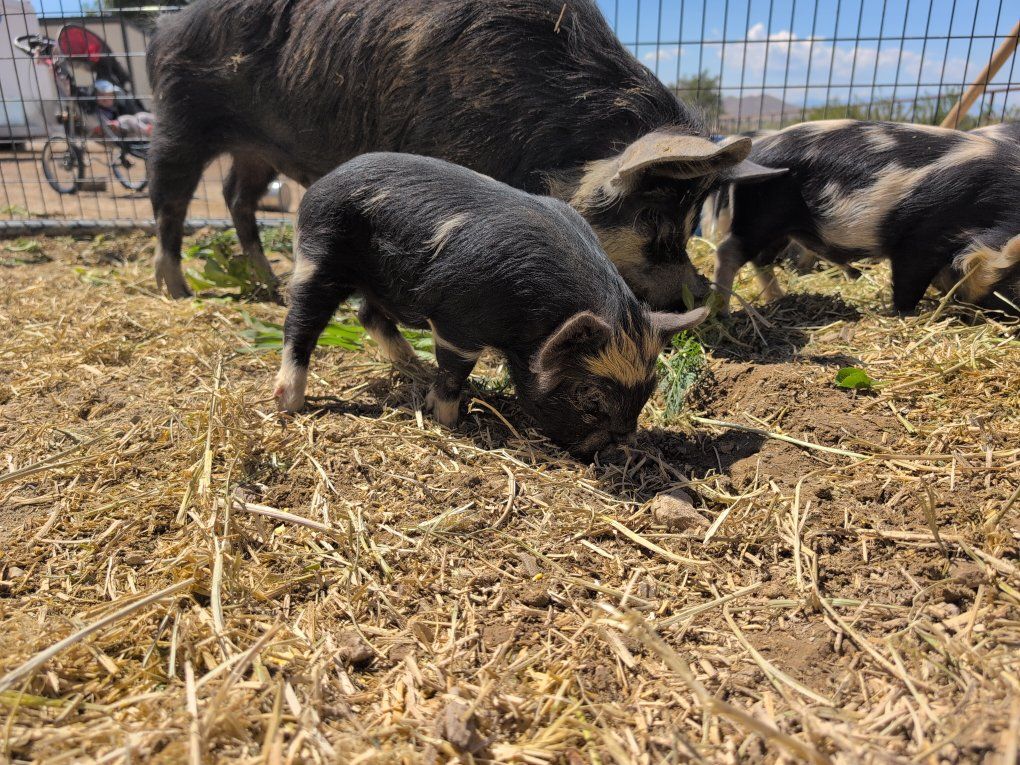 Kunekune Piglets