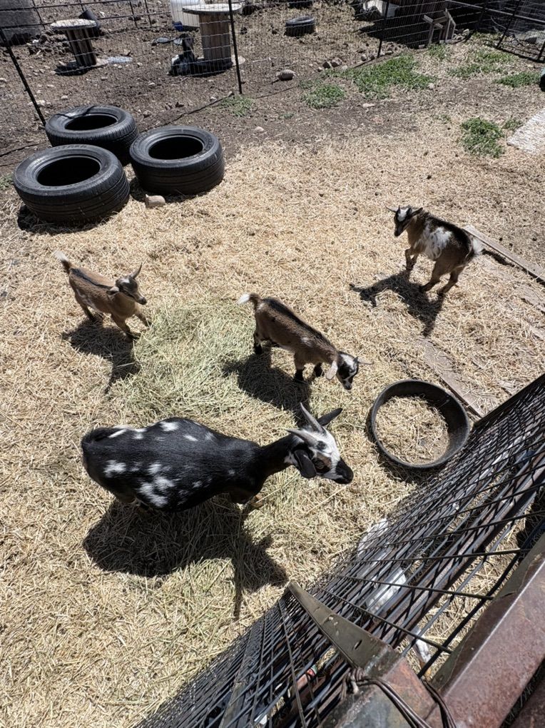 Nigerian dwarf kids