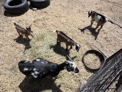 Nigerian dwarf kids