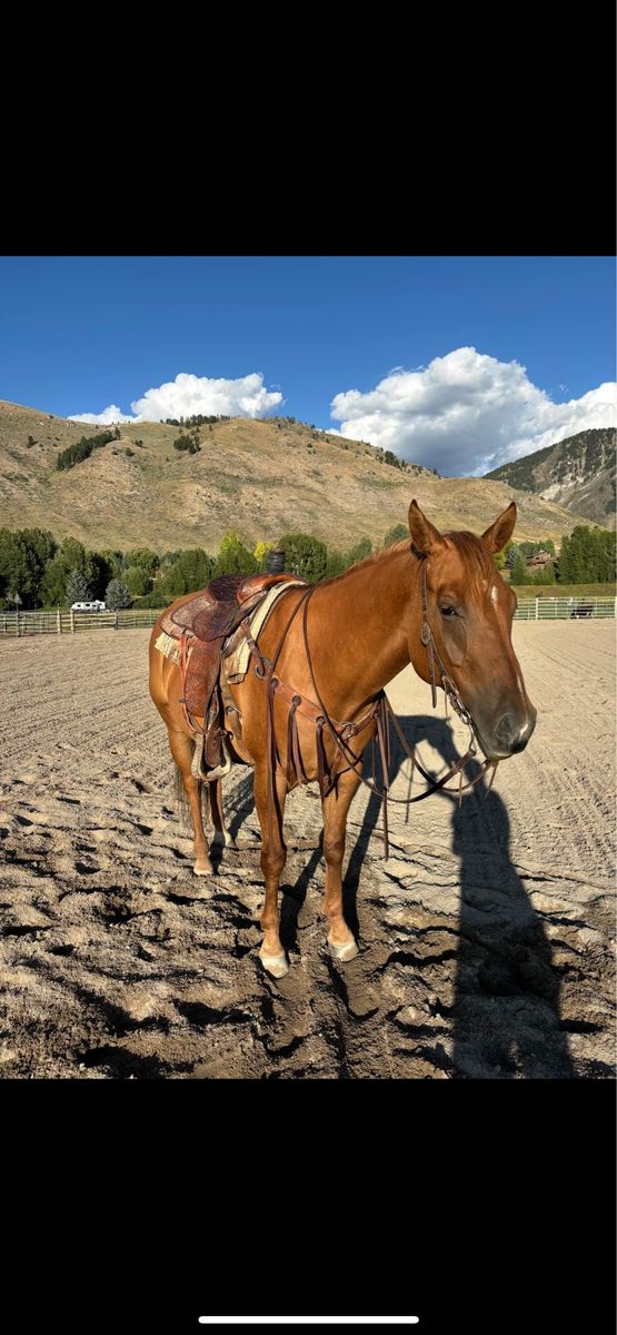 Horse for Sale