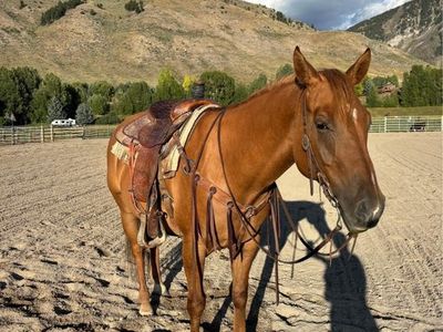 Horse for Sale