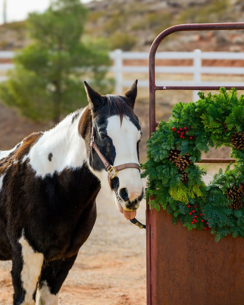 Kid friendly 21-year old Quarter Horse Mare