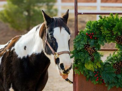 Kid friendly 21-year old Quarter Horse Mare