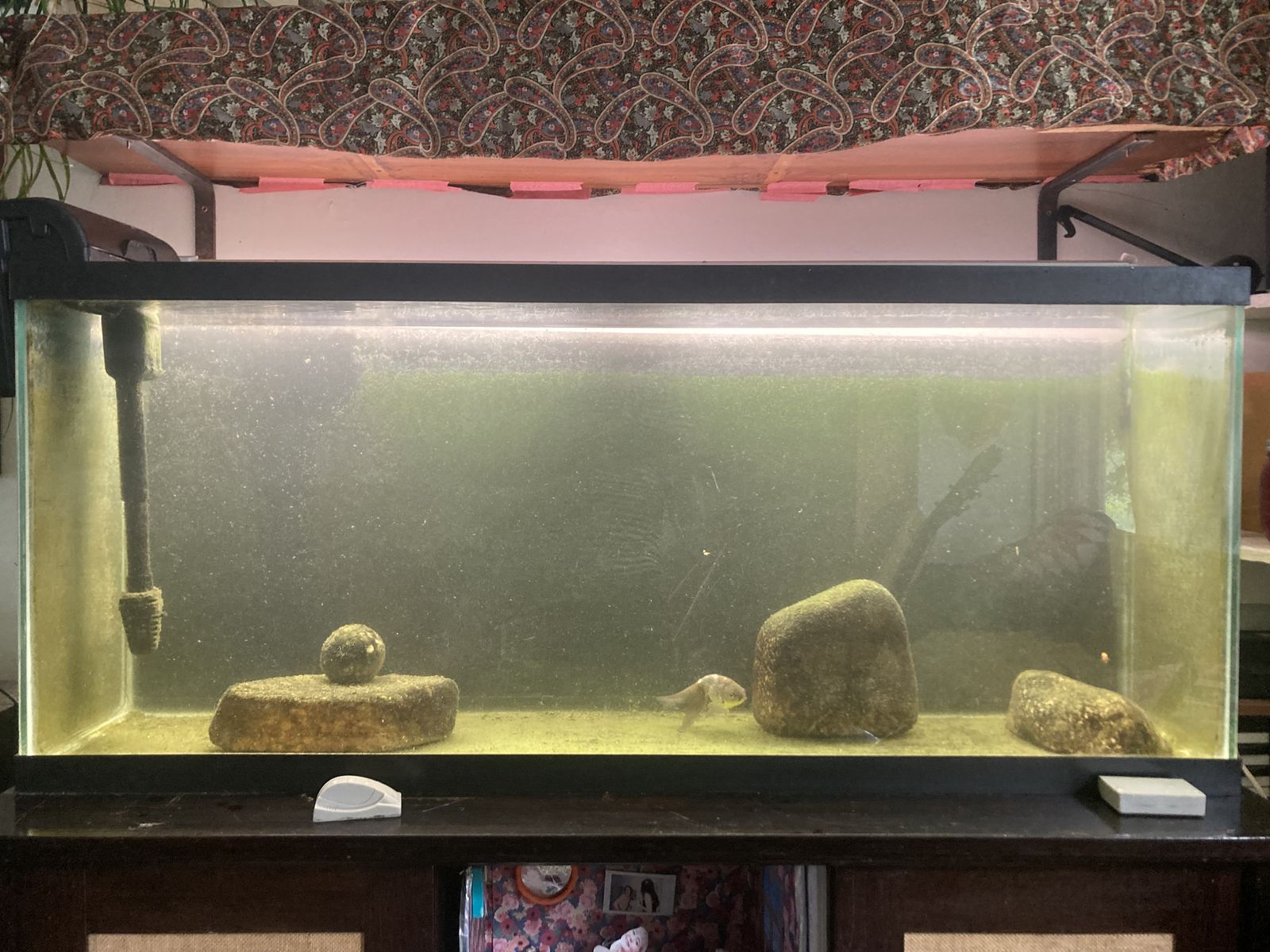 55 gallon fish tank / aquarium with filter, water heater, and water treatment bottles