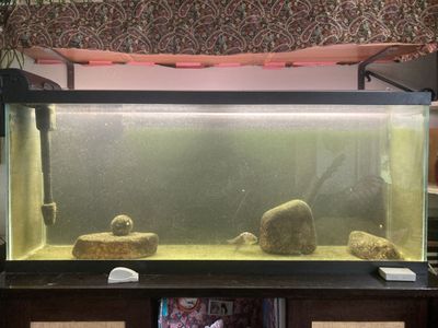 55 gallon fish tank / aquarium with filter, water heater, and water treatment bottles