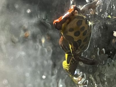 Thumbnail Dart Frogs Ranitomeya Uakarii Gold Leg