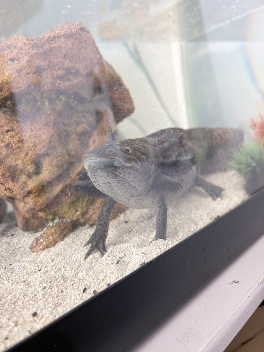 GFP Axolotl Looking for a New Home