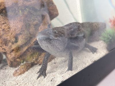 GFP Axolotl Looking for a New Home