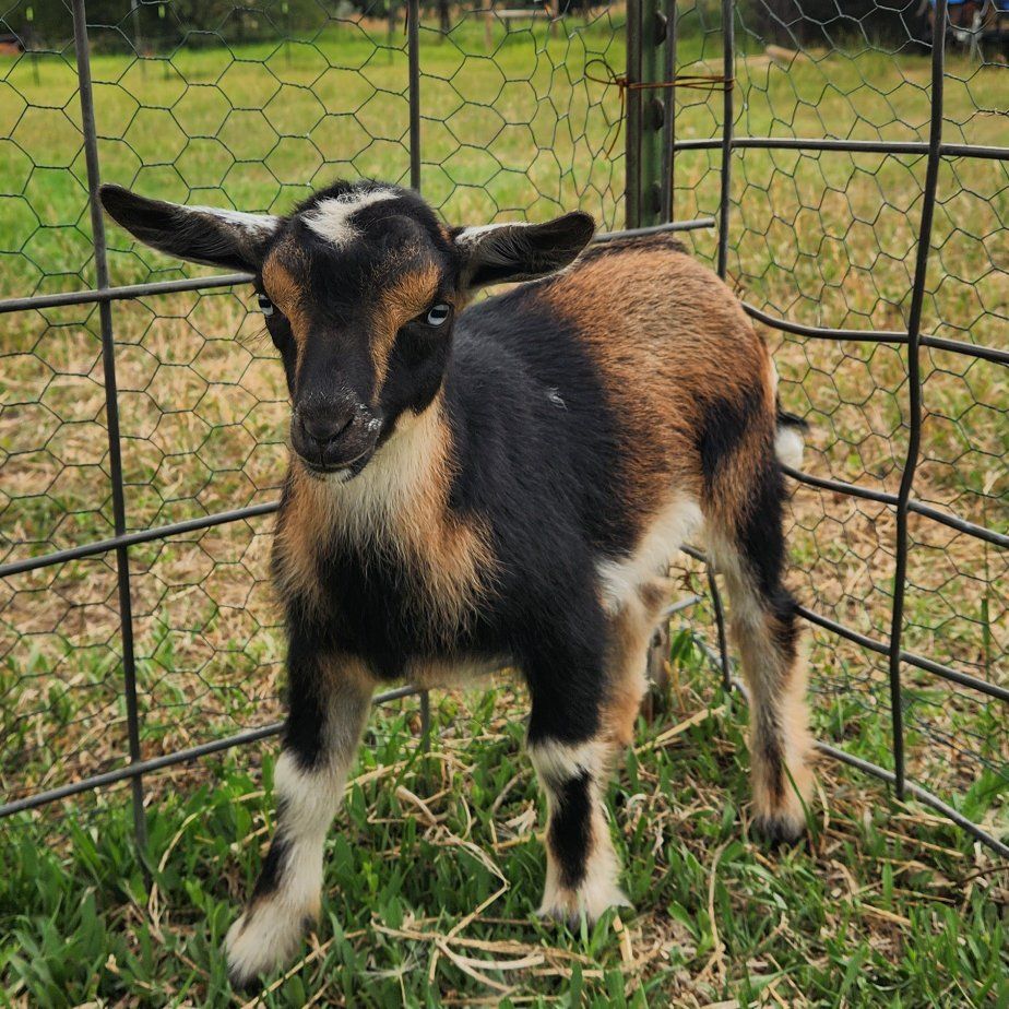 Nigerian Dwarf Buckling