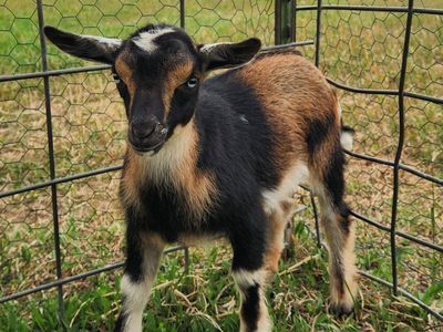 Nigerian Dwarf Buckling