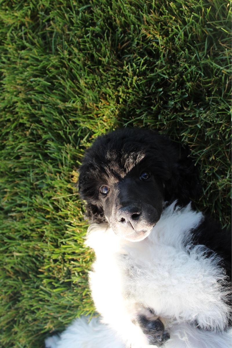 AKC Standard Parti Poodle Puppy
