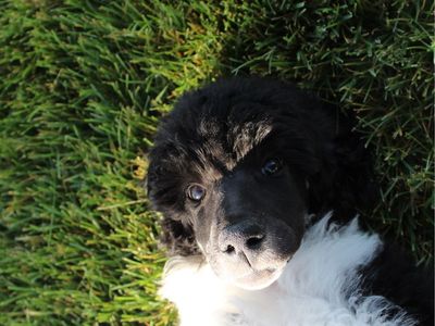 AKC Standard Parti Poodle Puppy
