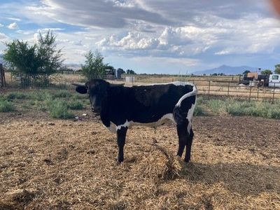 Longhorn Steer