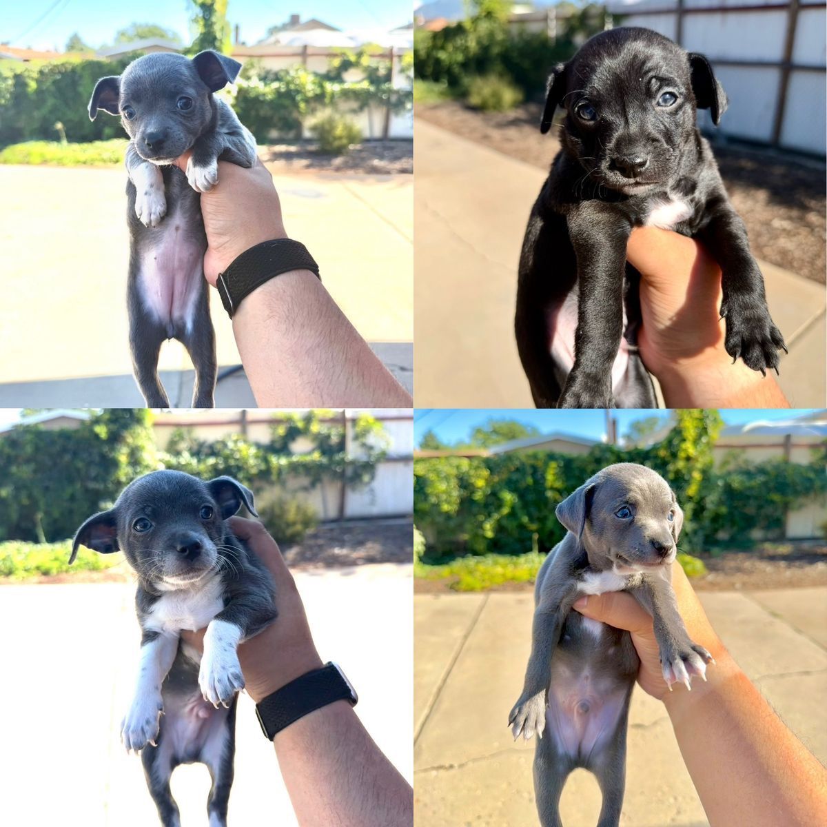 Tiny Purebred Chihuahua Puppies