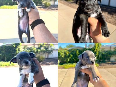 Tiny Purebred Chihuahua Puppies
