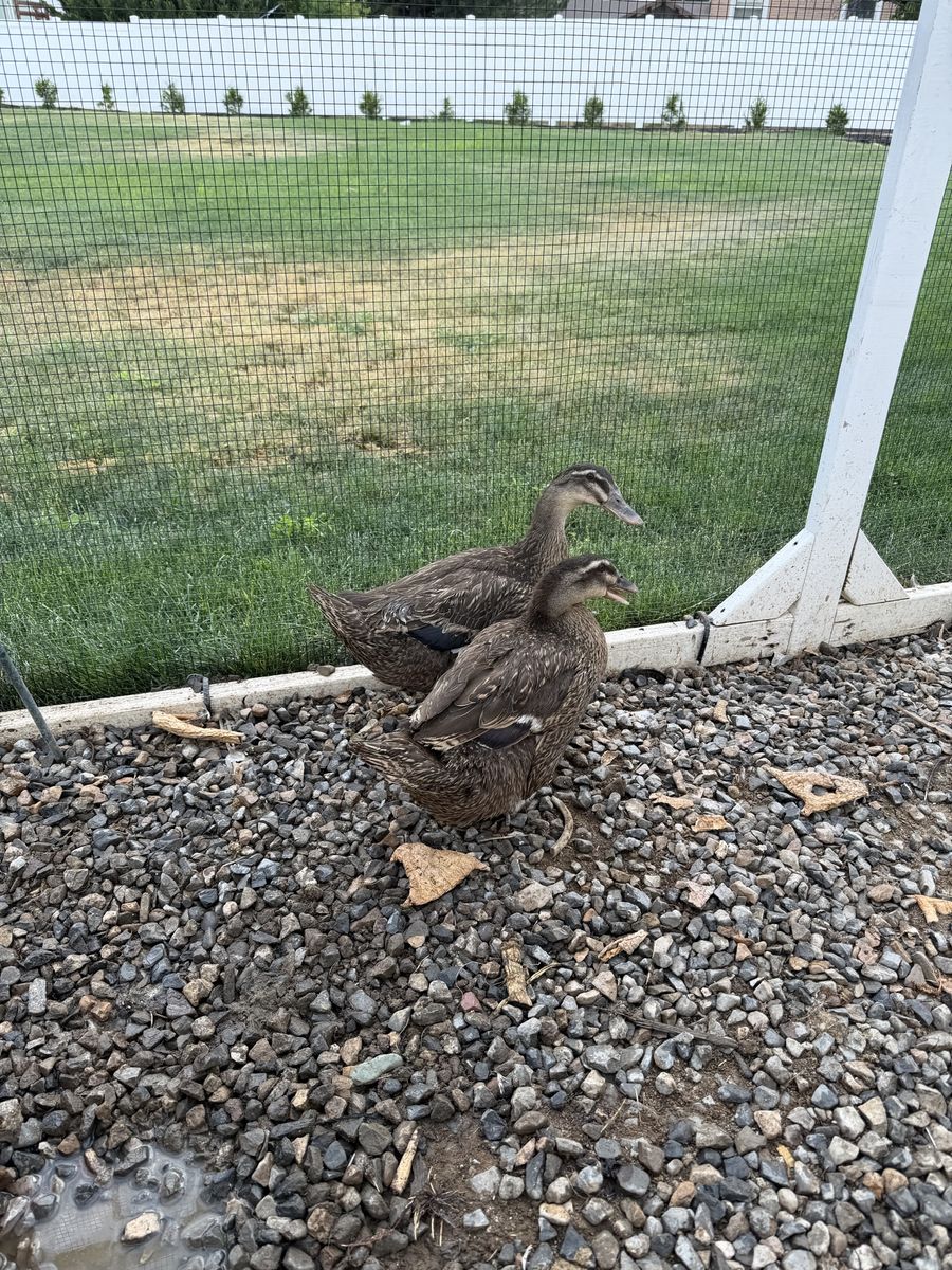 Free- 2 laying ducks