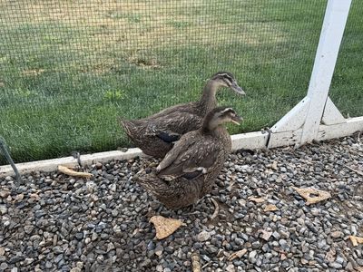 Free- 2 laying ducks